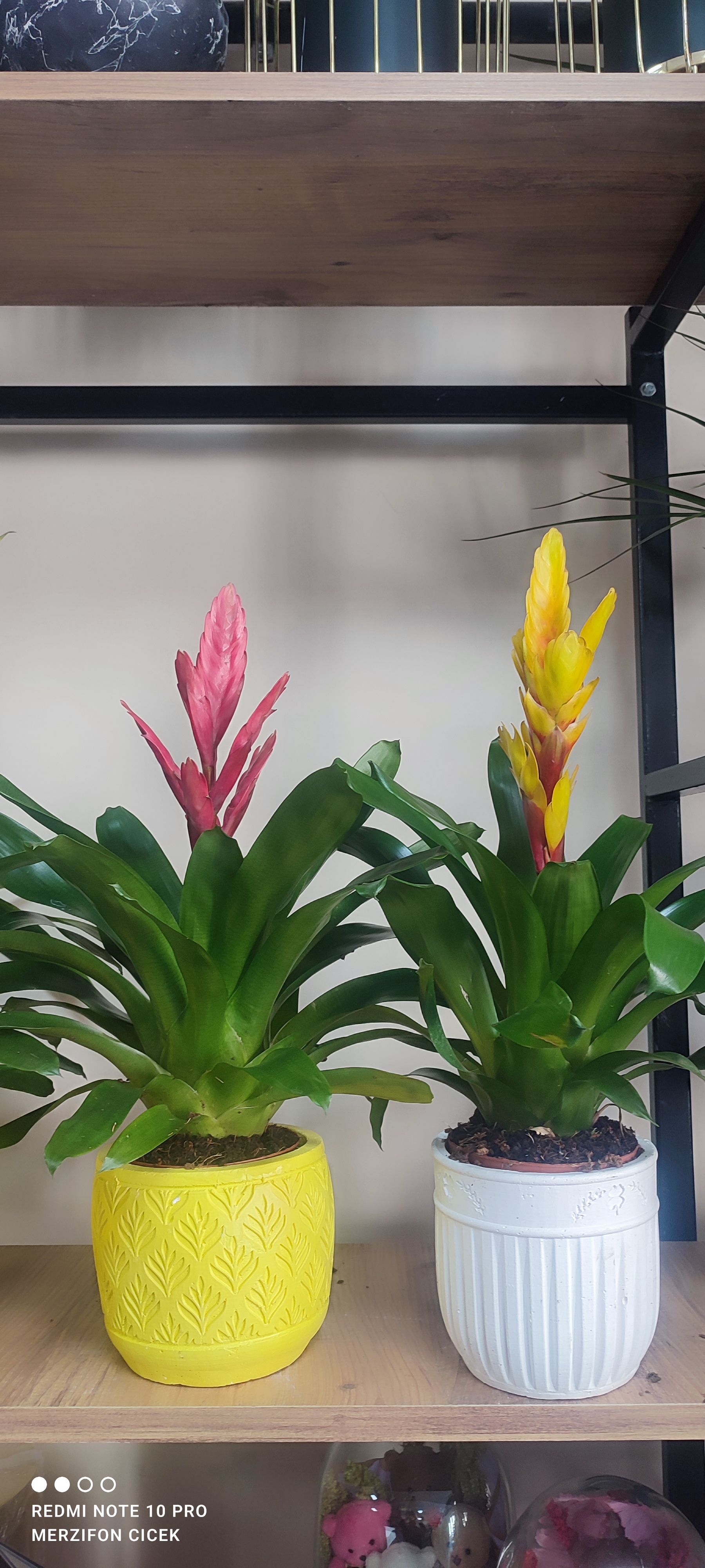 Saksı vrezya ciceği