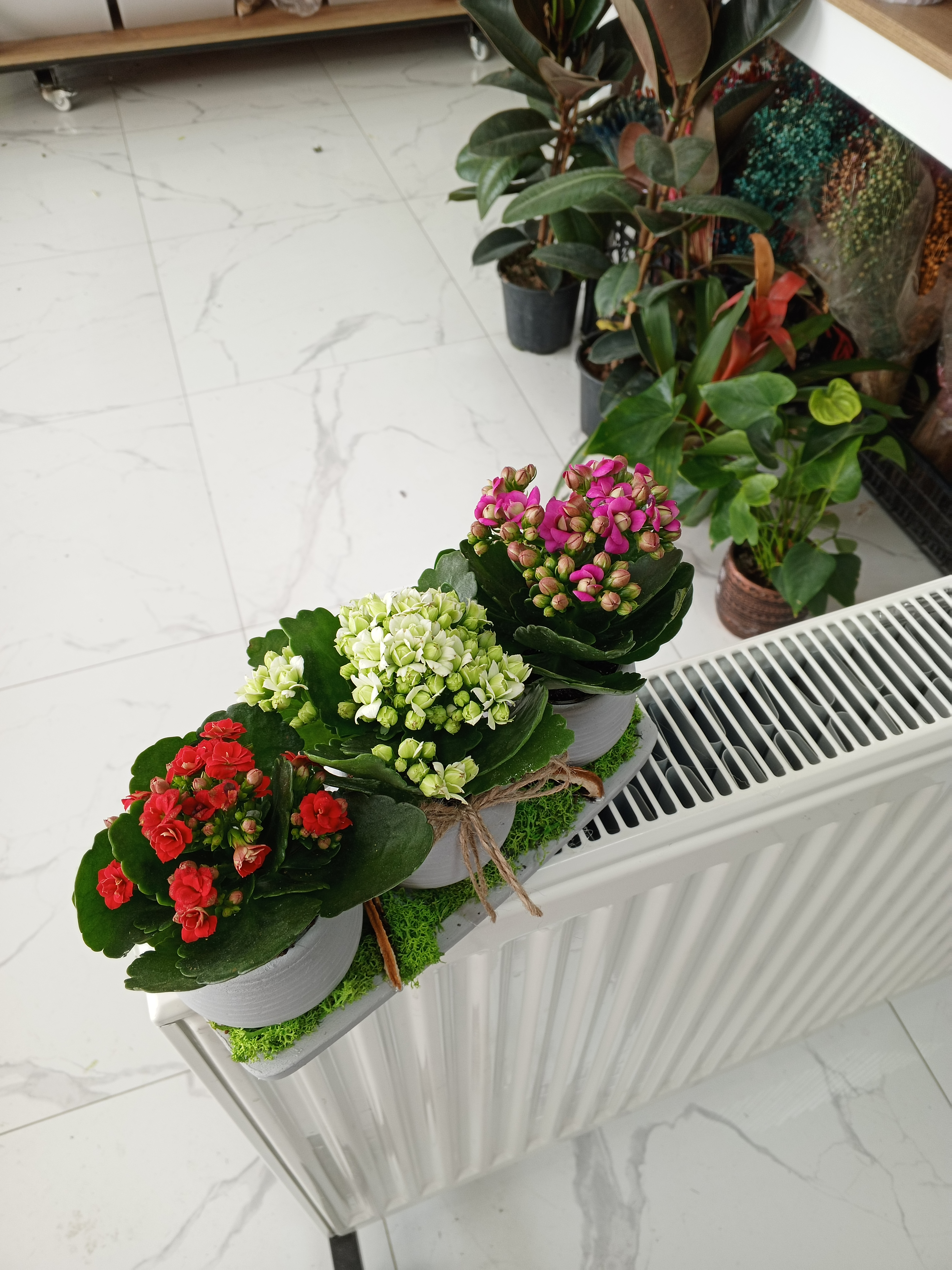 Beton saksıda 3 lü renkli kalancho