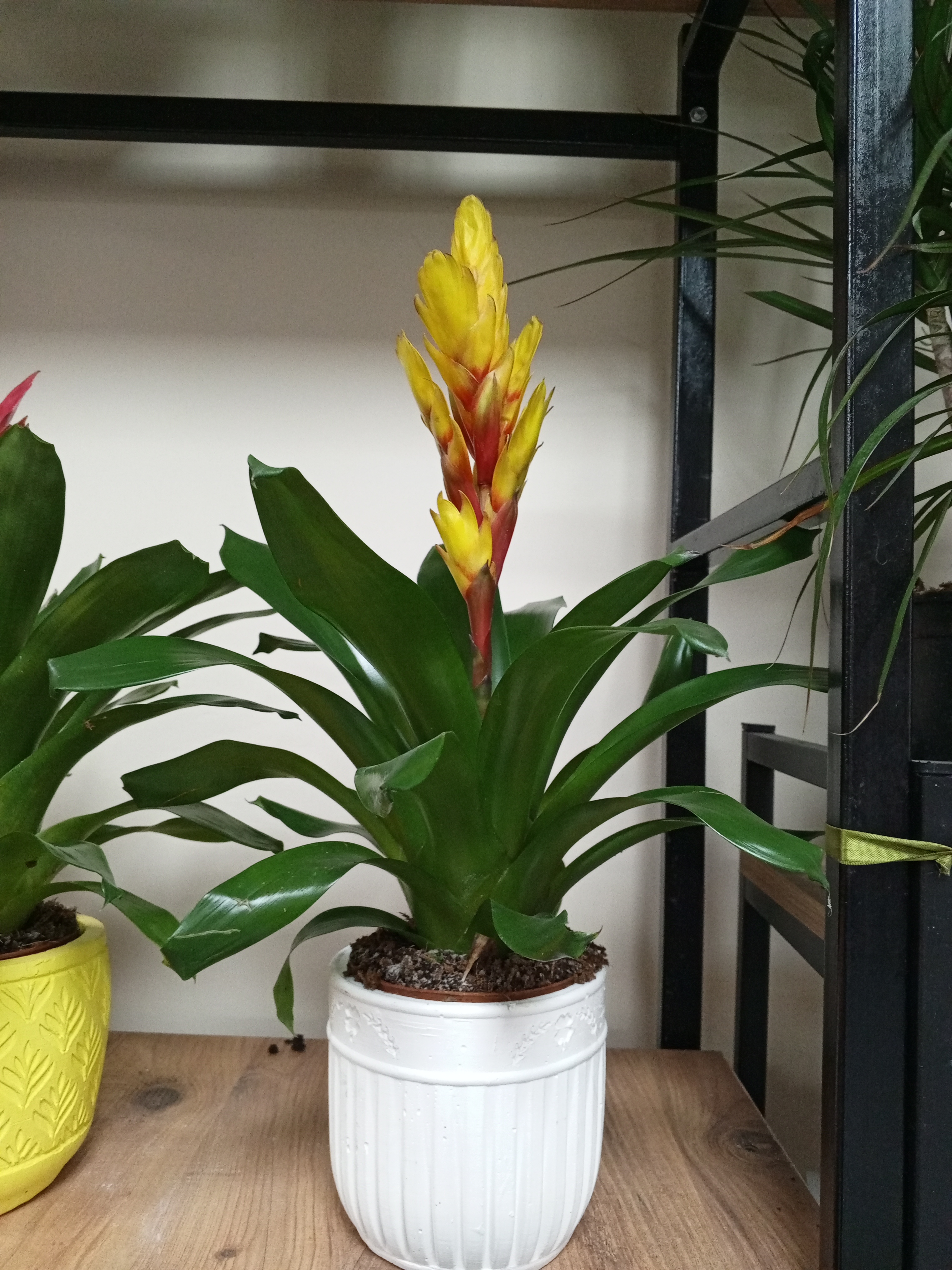 Saksı vrezya ciceği